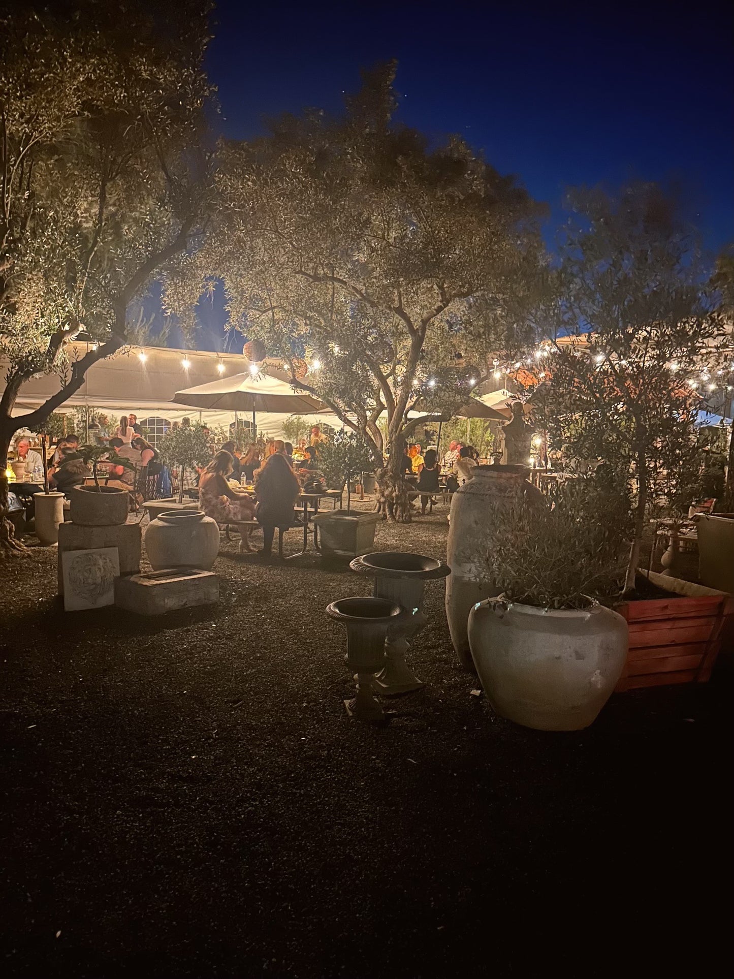 Evening Under The Olive Tree / April 26, 2025