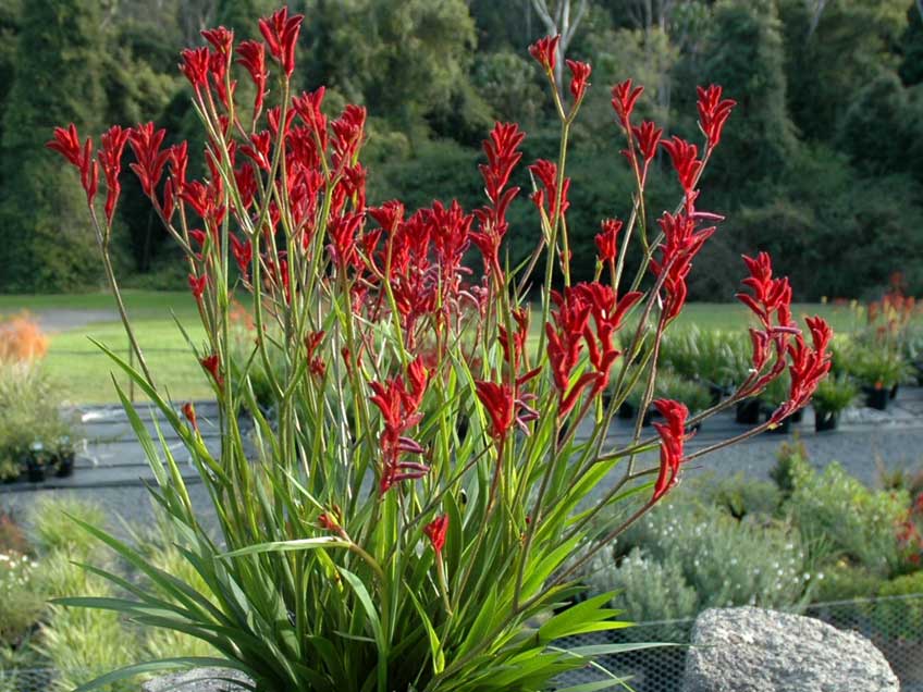 Kangaroo Paw - 5g