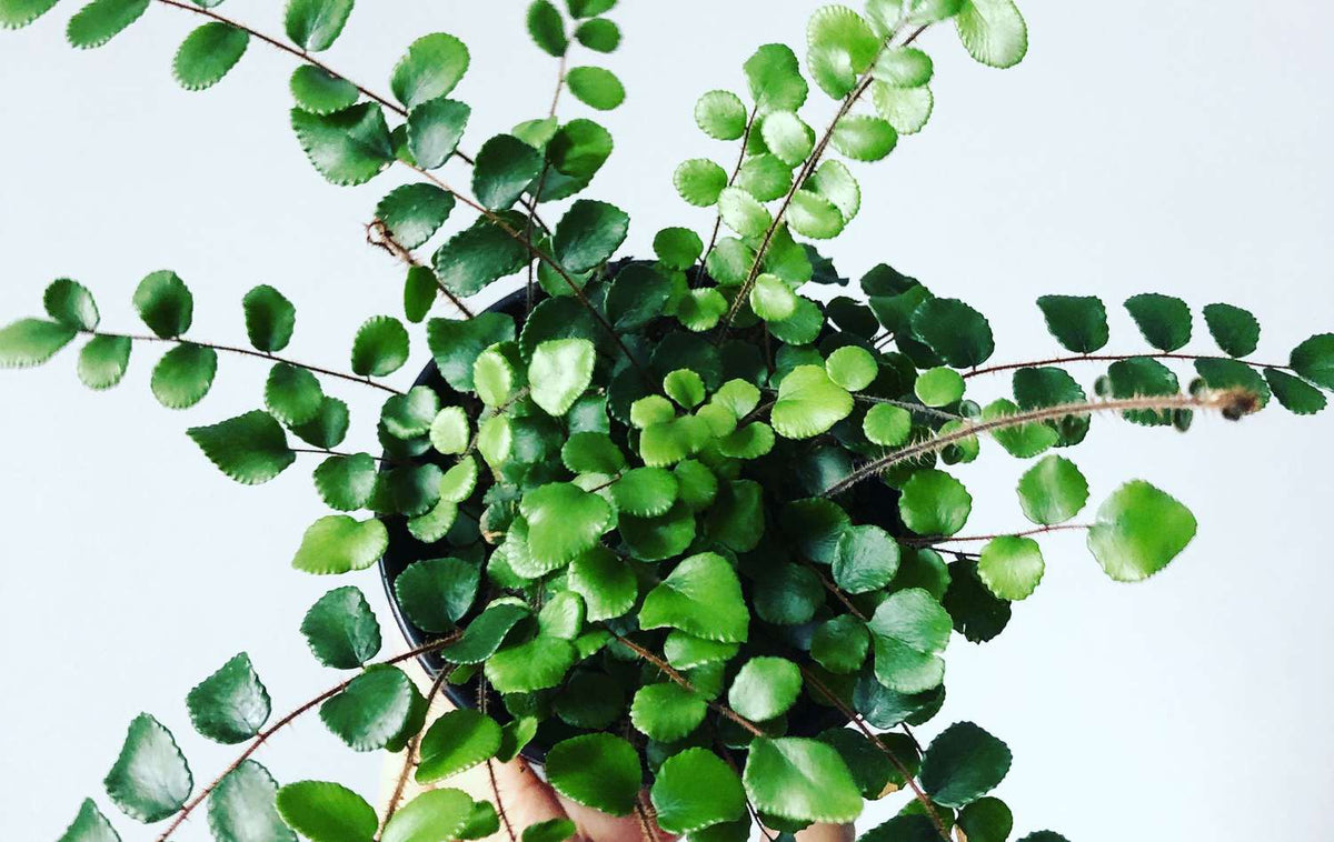 Button Fern - 6"