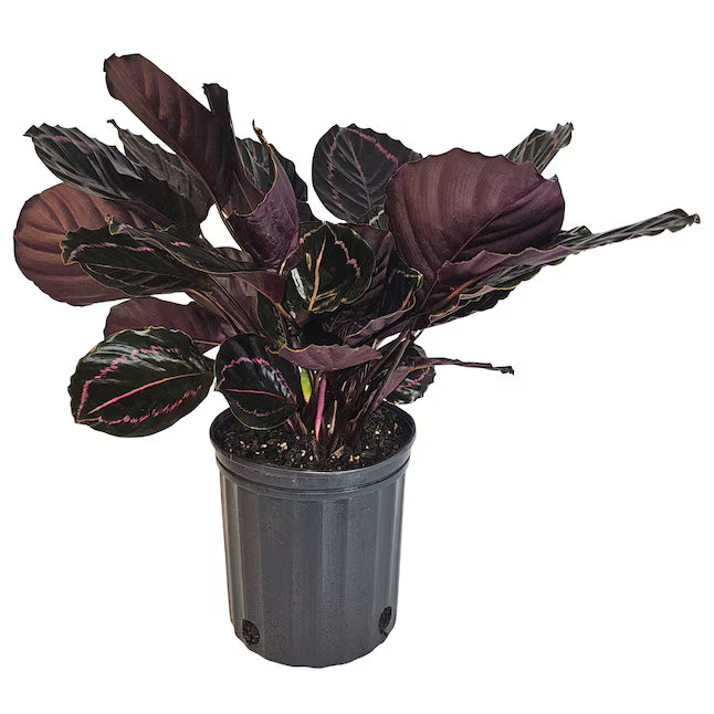 Calathia Dottie - 4"