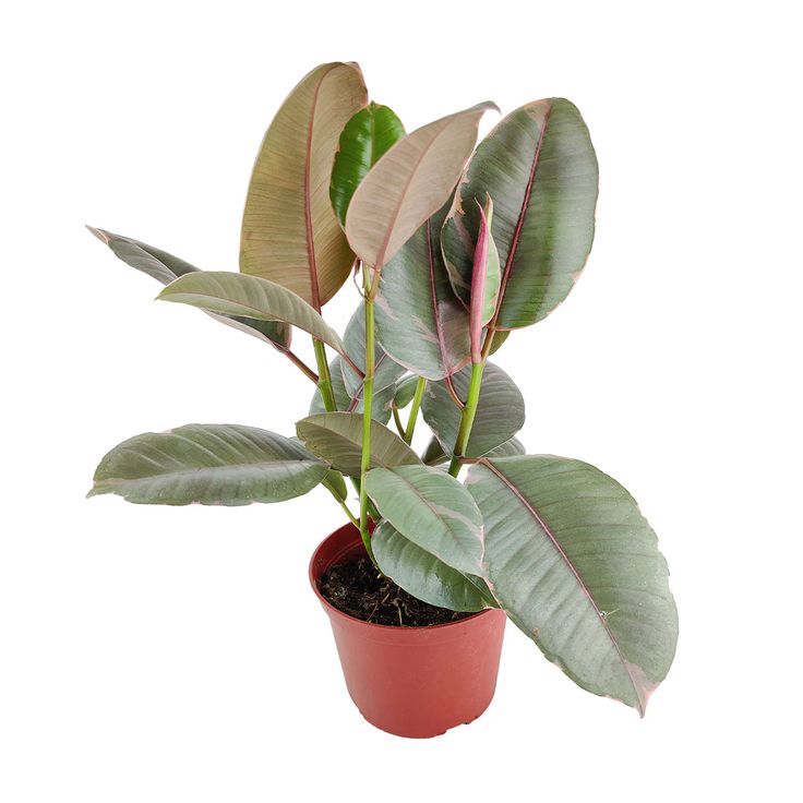 Ficus Decora Ruby Pink - 8"