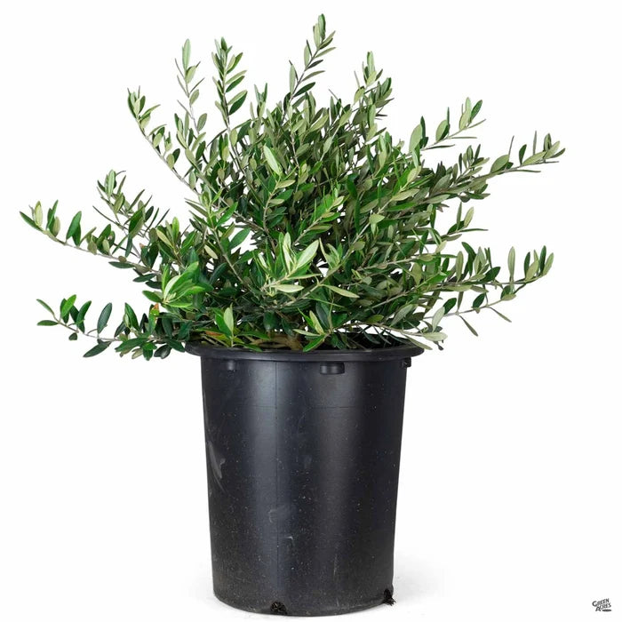 Olive Bush - 5g