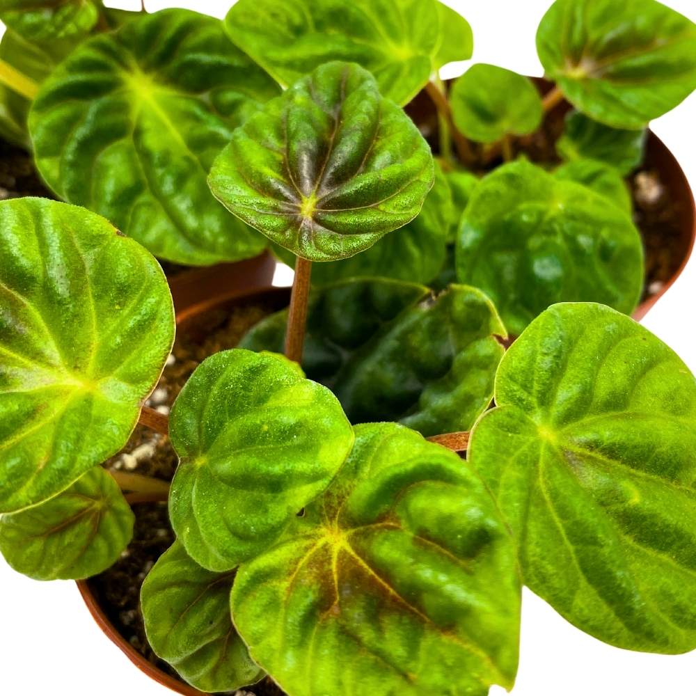 Peperomia Emerald Green - 6"