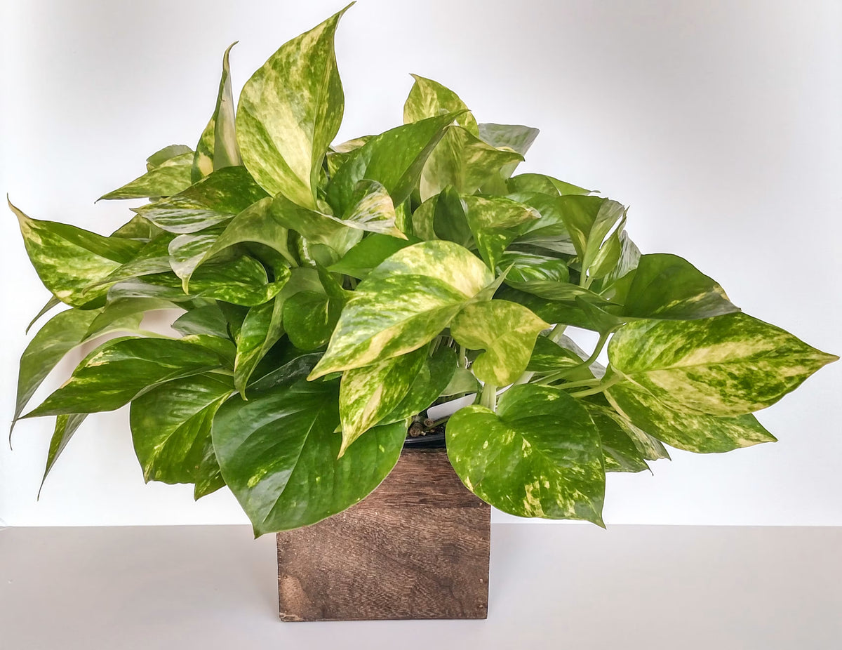 Golden Pothos - 6"