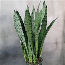 Sansevieria Zeylanica, Mutli - 4"