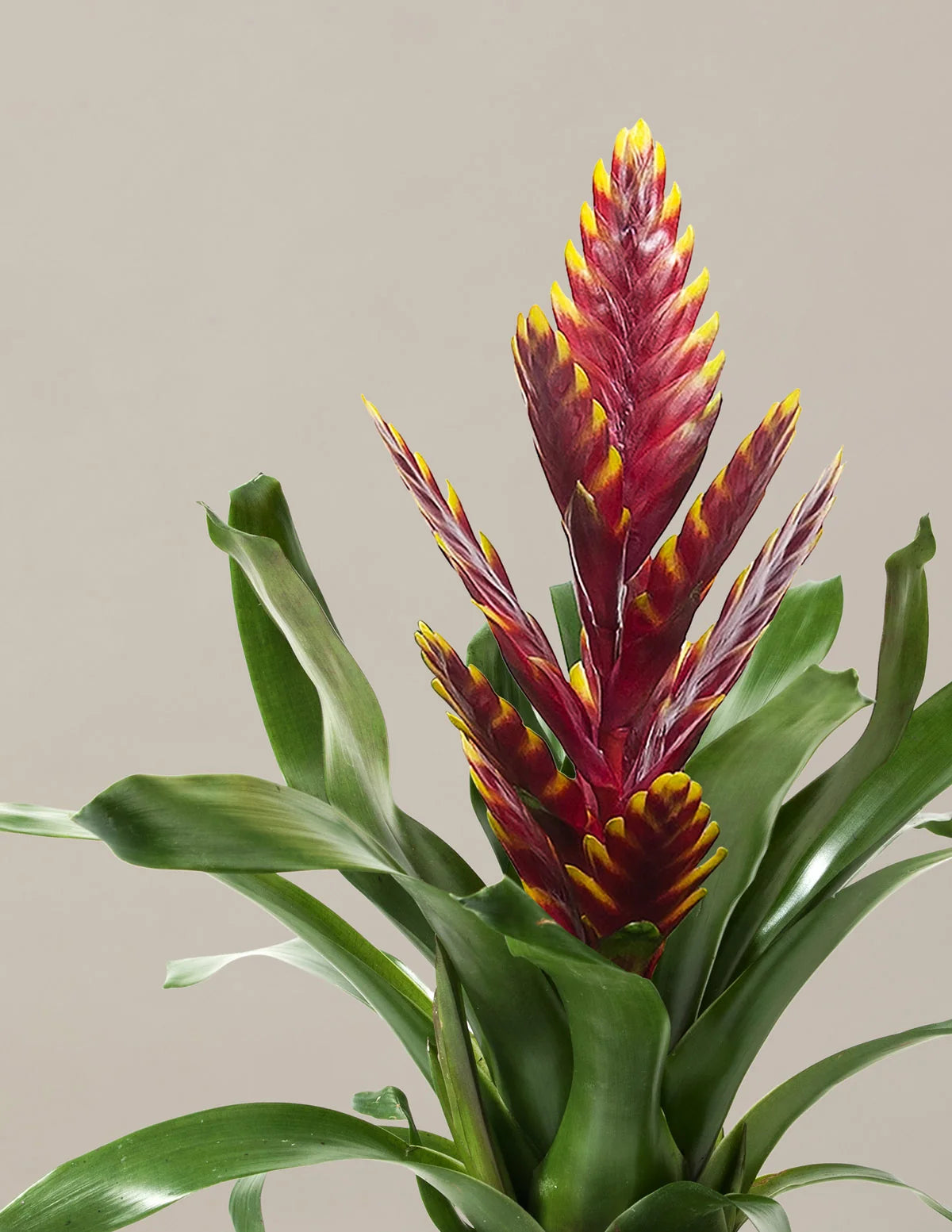 Vriesea Vogue - 4"