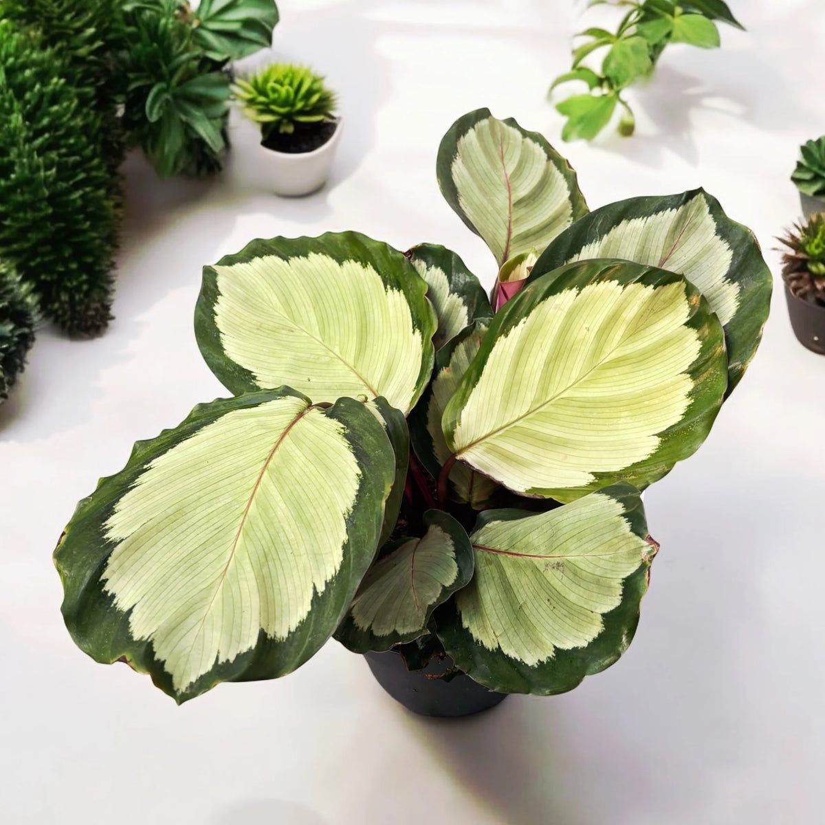Calathia Northern Lights - 4"