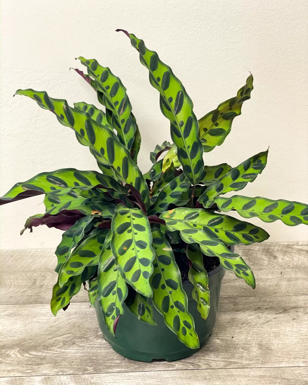 Calathia Lancifolia Rattlesnake - 4"