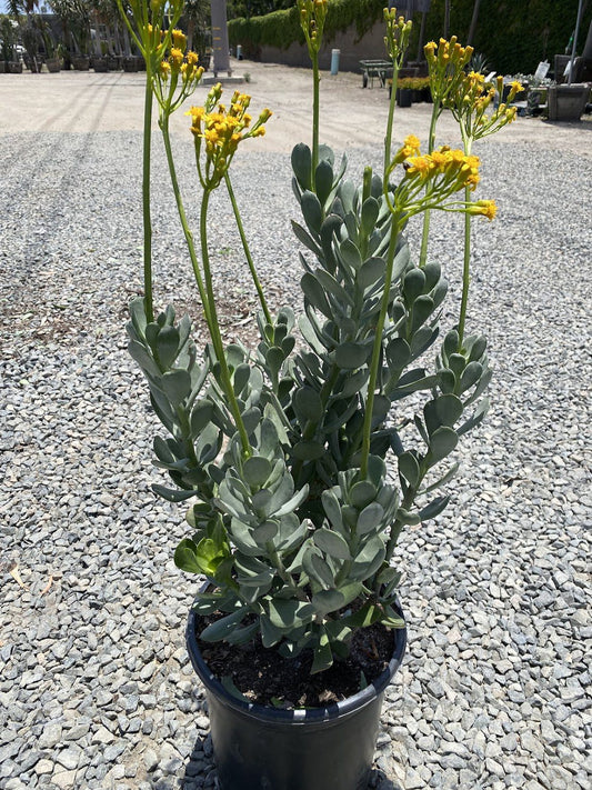 Senecio Decaryii 10"/5g