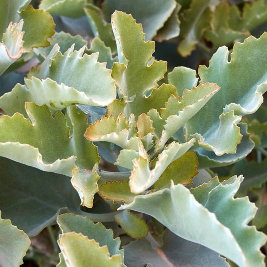 Kalanchoe Beharensis - 15g