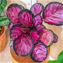 Calathea Krimson Queen - 4"