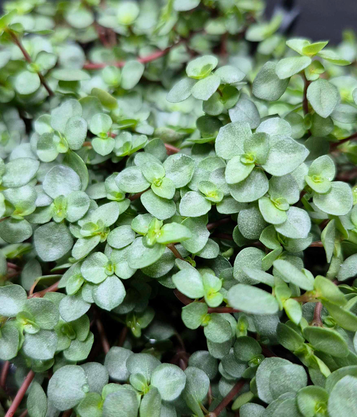 Pilea Aquamarine - 4"