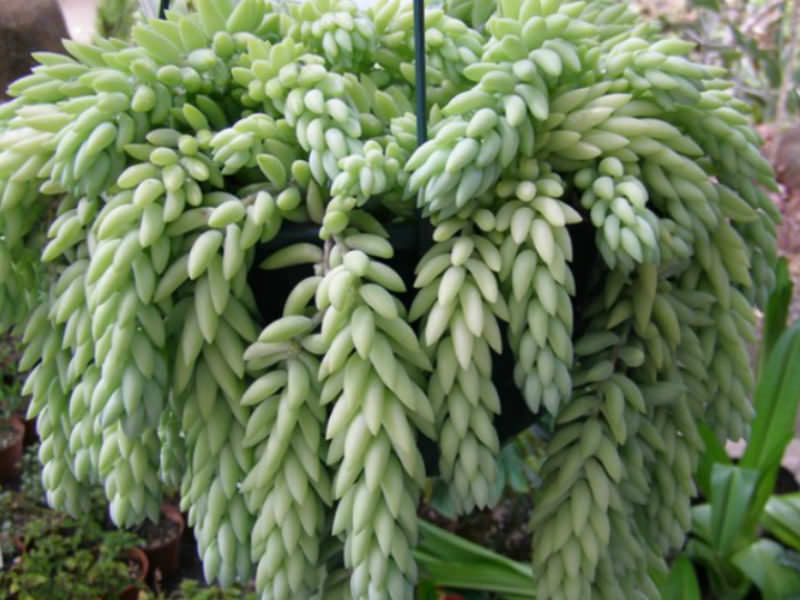 Sedium Morganianum (Donkeys Tail) - 6"