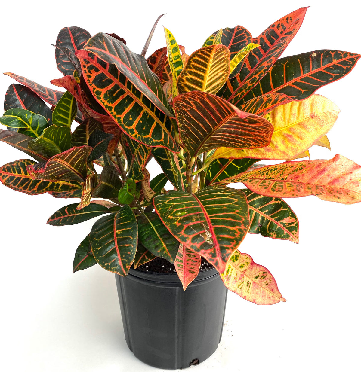 Croton Petra - 6"