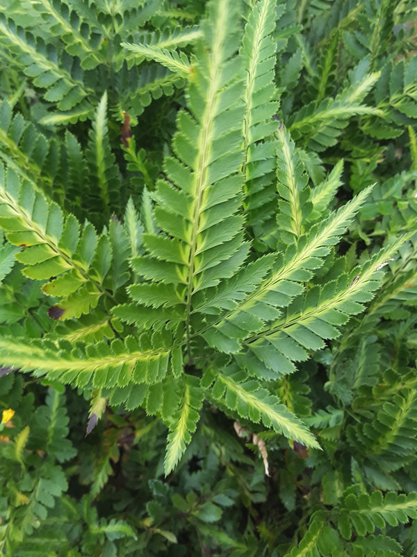 East Indian Holly Fern - 6"