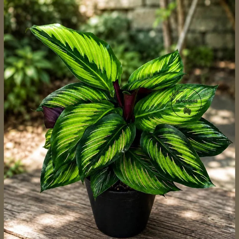 Calathea Beauty Star - 4"