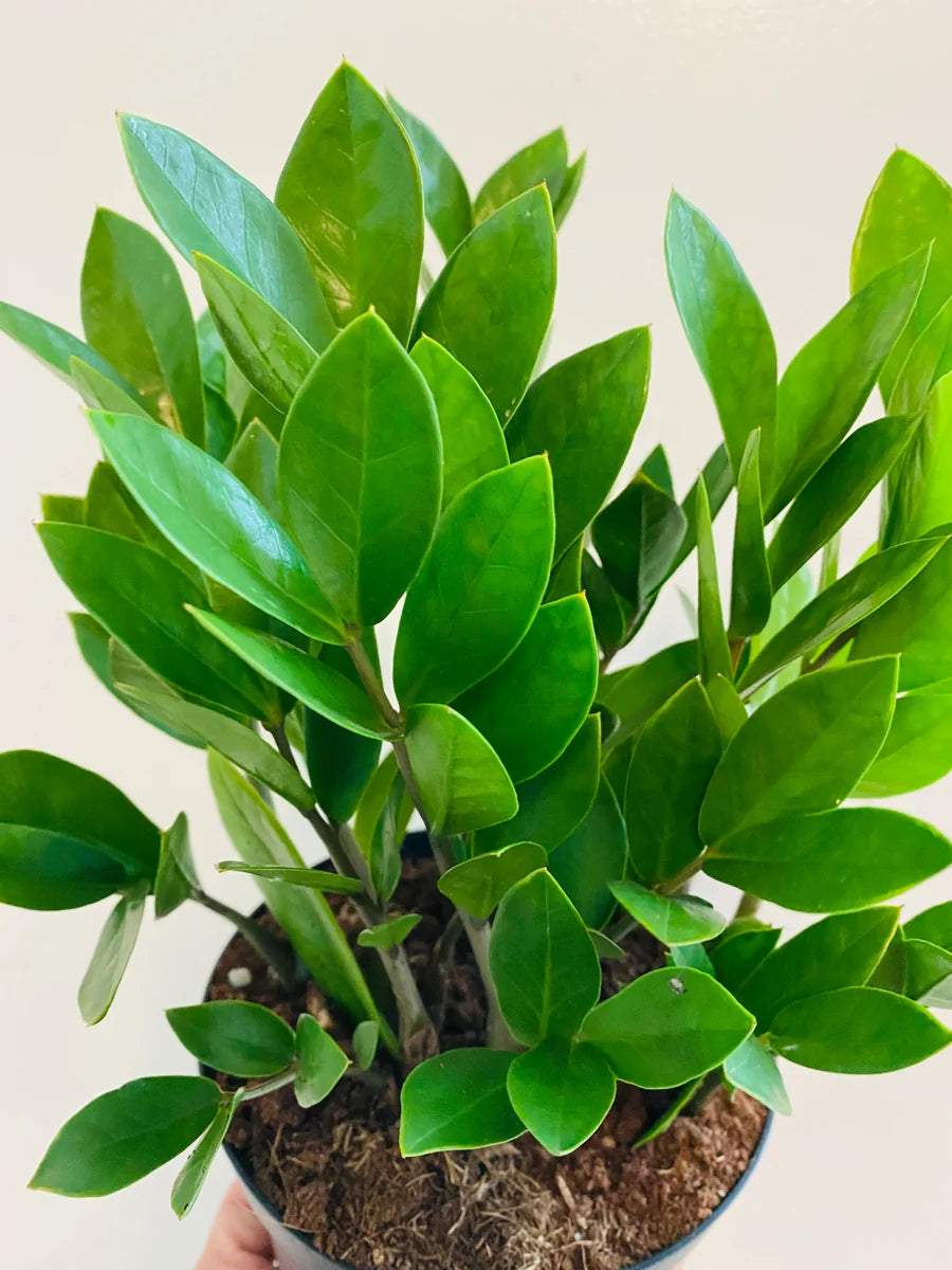 Zamioculcas Zamiifolia "ZZ" - 10"