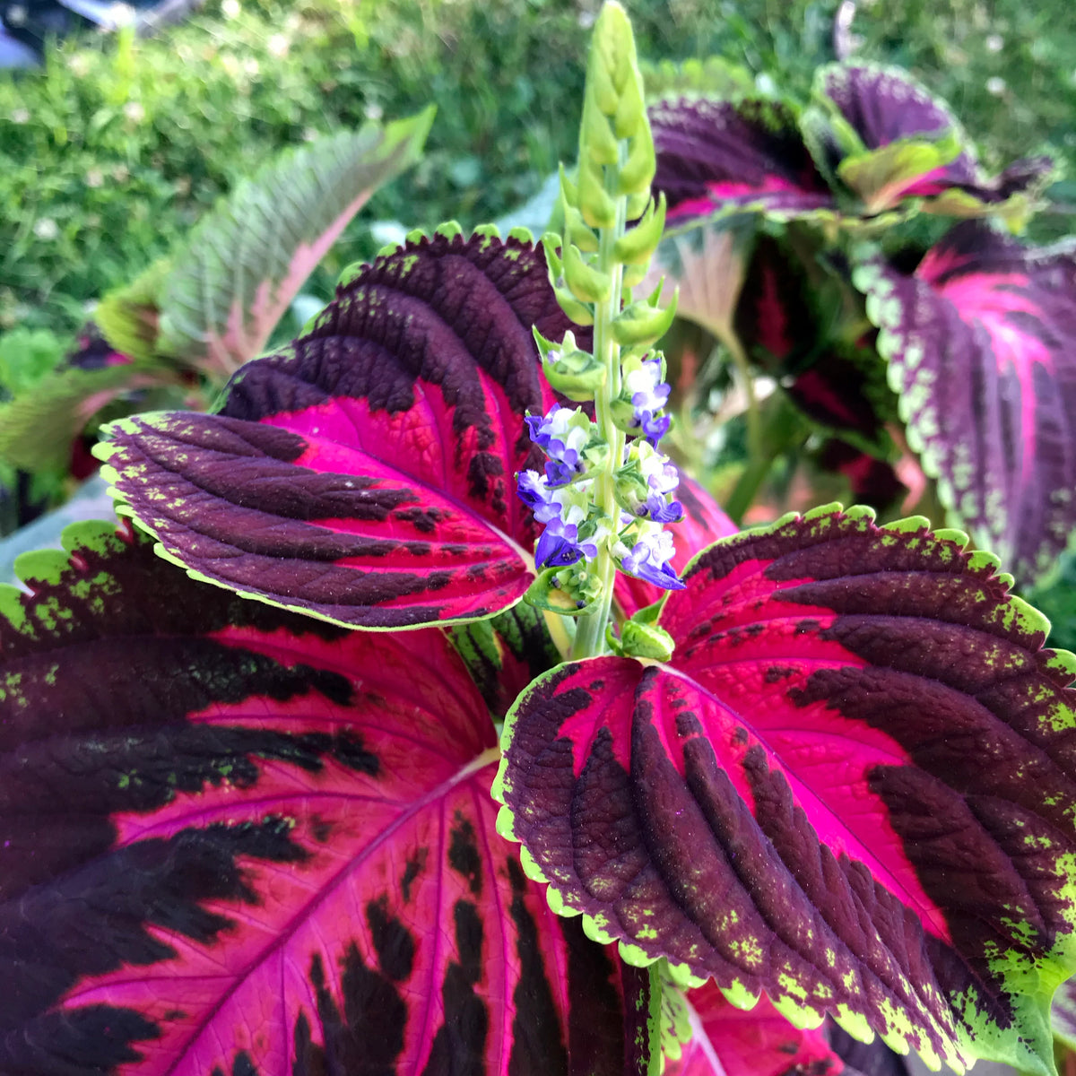 Kong Coleus - 8"