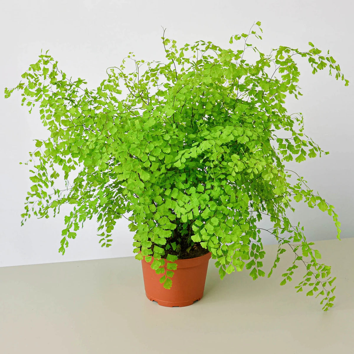 Maidenhair Fern - 8"