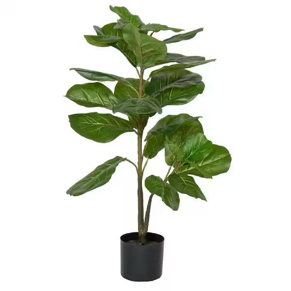 Ficus Lyrata, Standard - 3.5'-4'