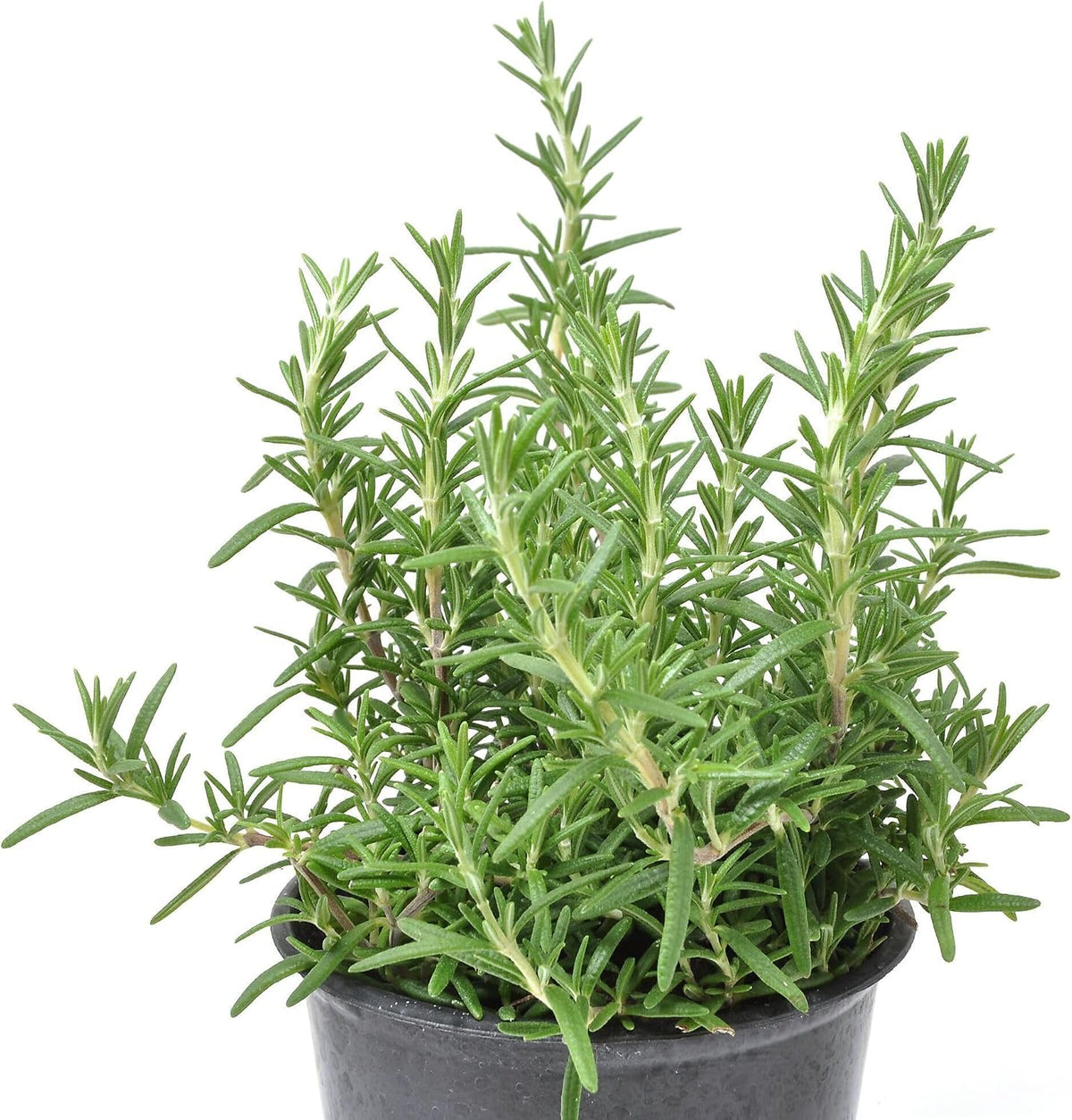 Rosemary - Small