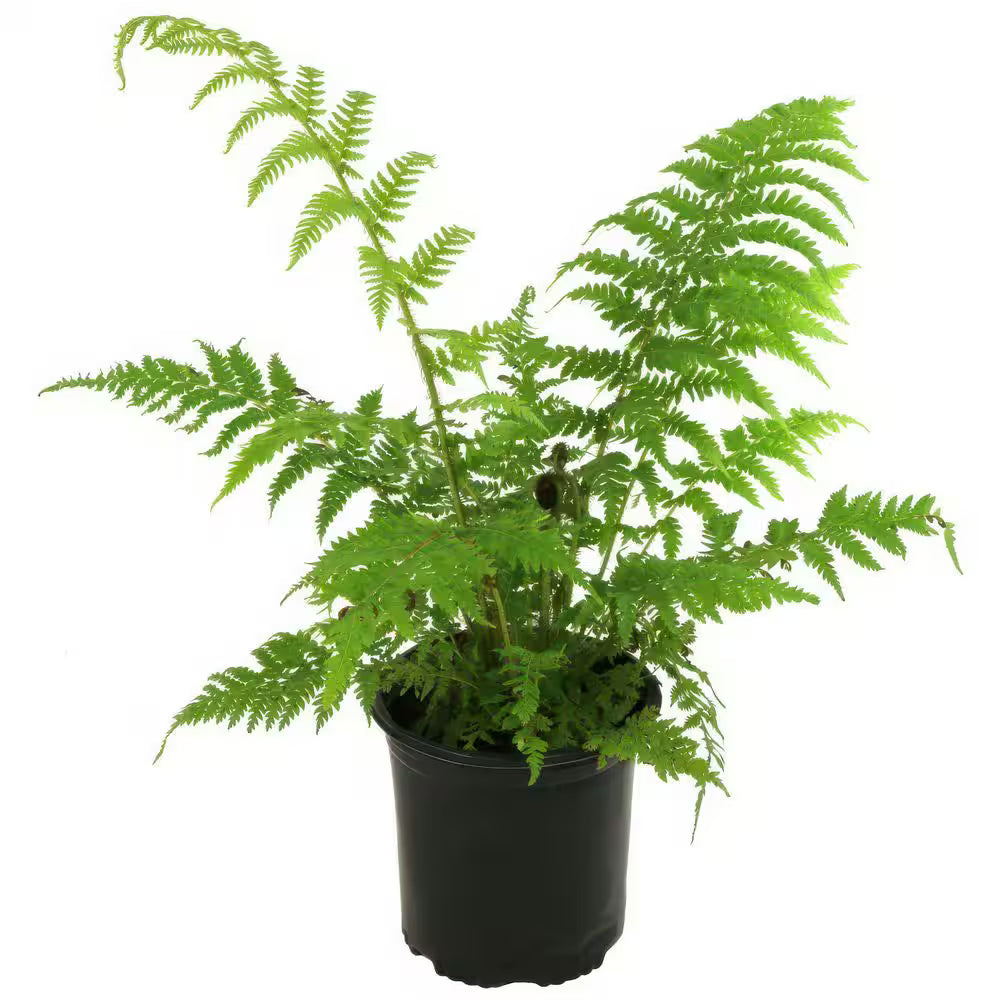 Tree Fern - 5g